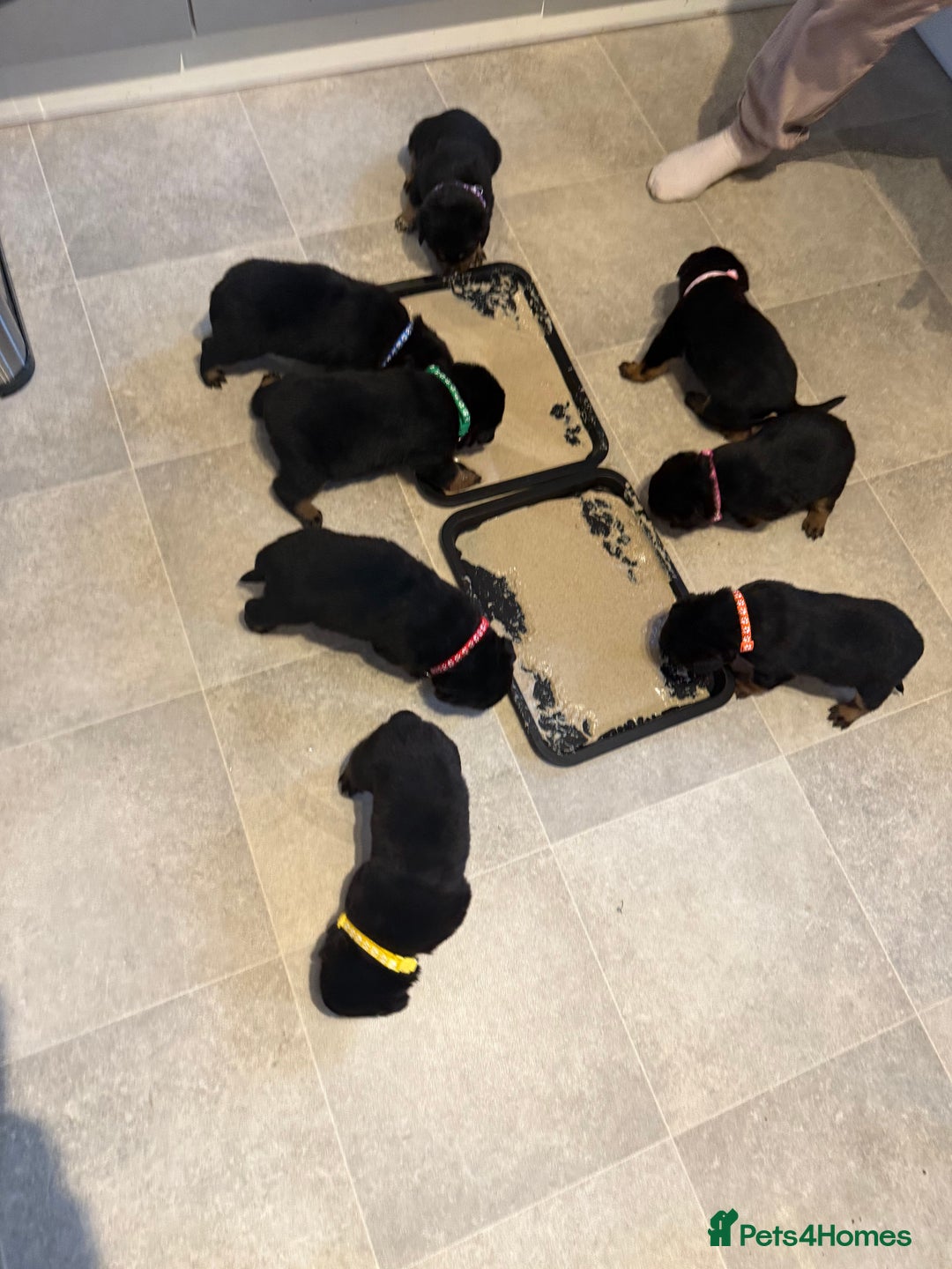 Mixed Breed dogs for sale: Boxweiller Puppies - Advert 6