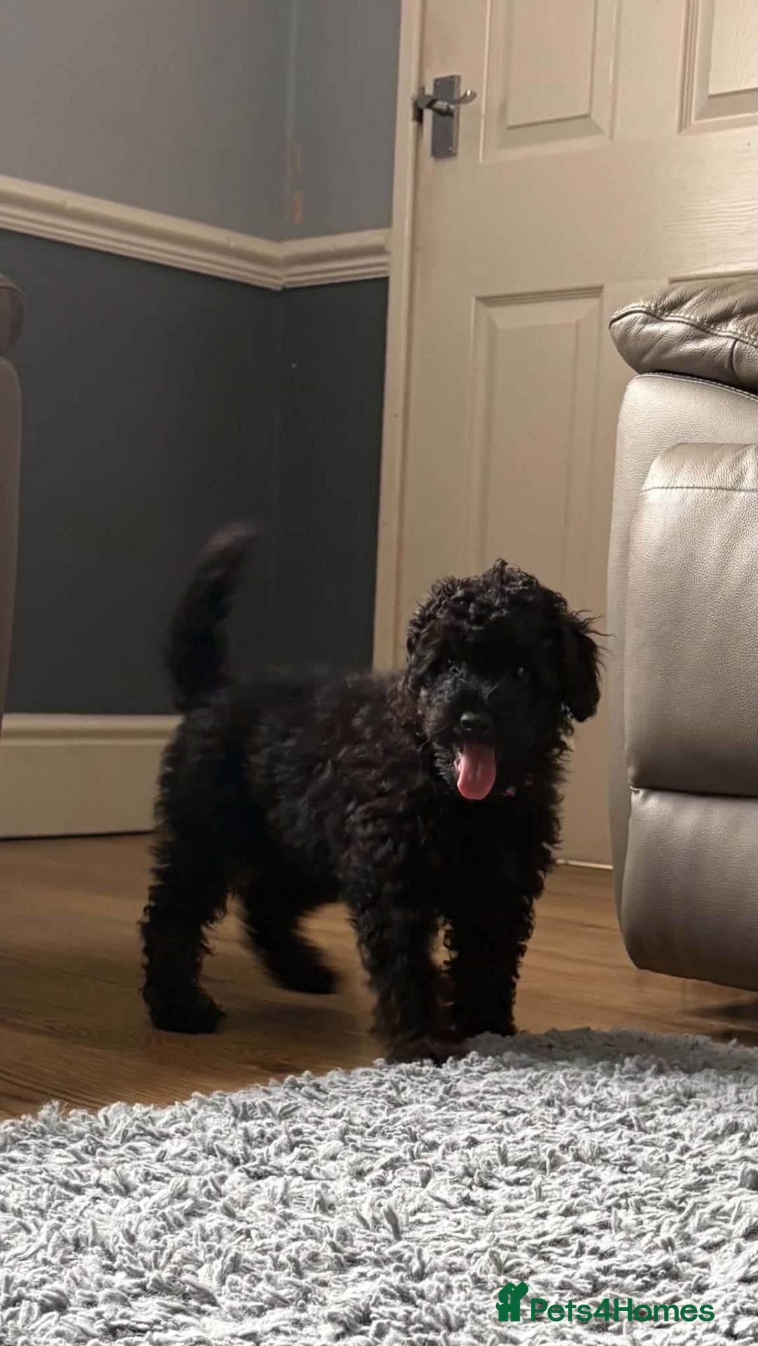 Cavapoo dogs Amazing Miniature cavapoo f1b puppies - Advert 2