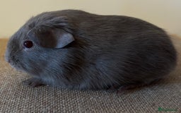 Guinea Pig rodents for sale: Purebred Lilac Self Guinea Pigs  - Image 2