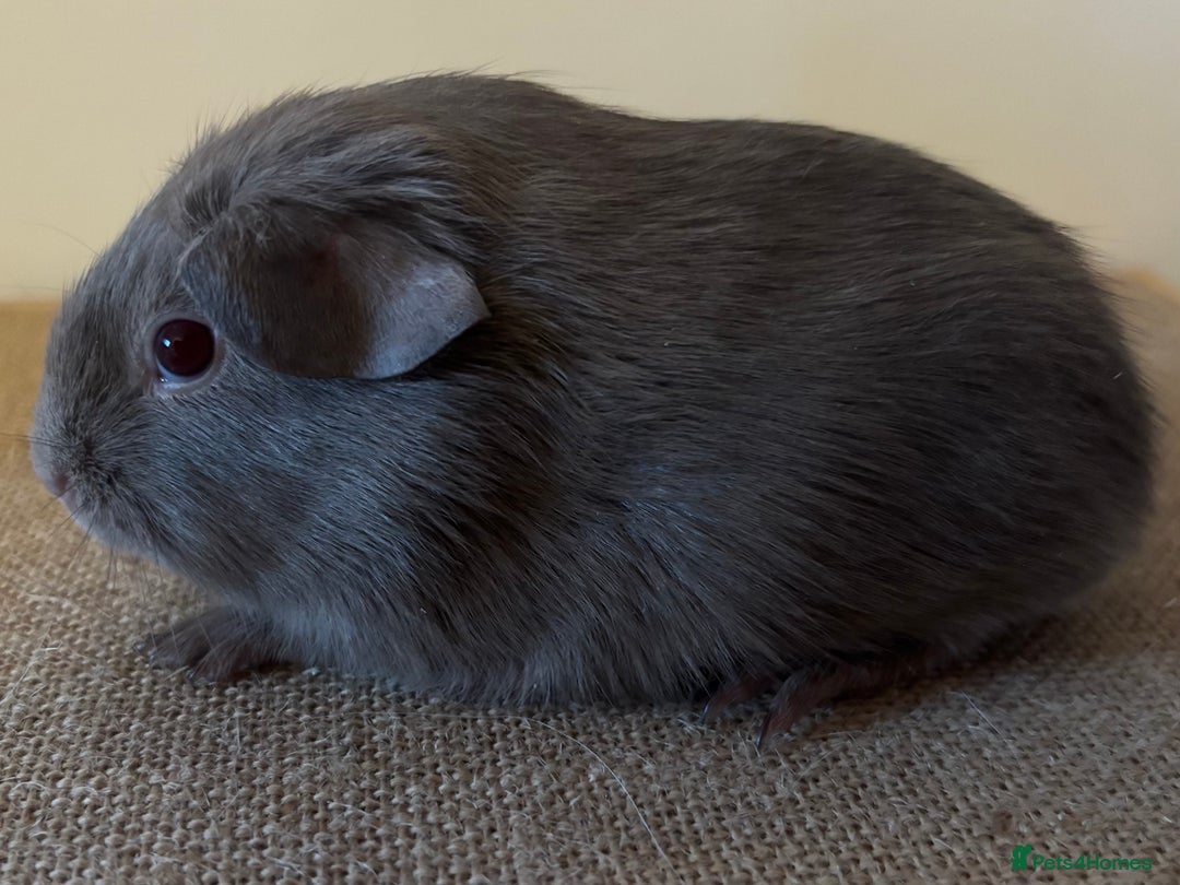 Guinea Pig rodents for sale: Purebred Lilac Self Guinea Pigs  - Image 2