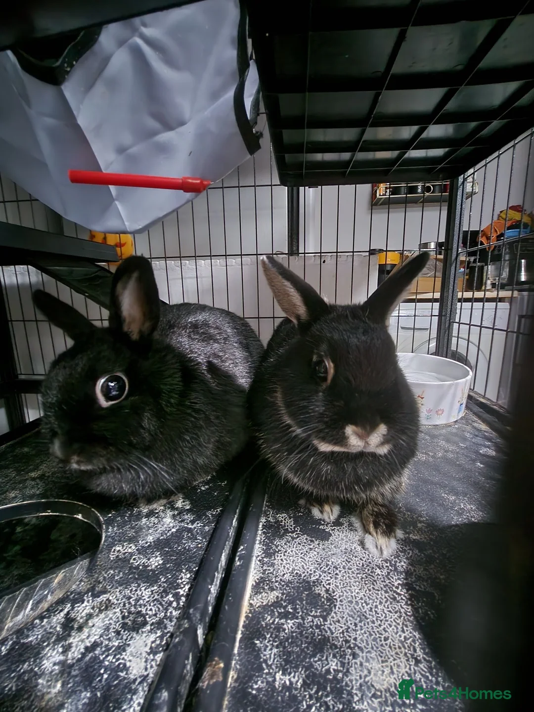 Netherland Dwarf rabbits for sale: 2 Dwarf Netherlands  in Cannock - Advert 1