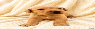 6 Green Boy