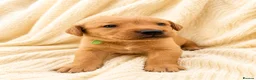 Labrador Retriever dogs for sale: Gorgeous Fox Red Labrador Puppies-5 Girls & 4 Boys in Tenbury Wells - Advert 8