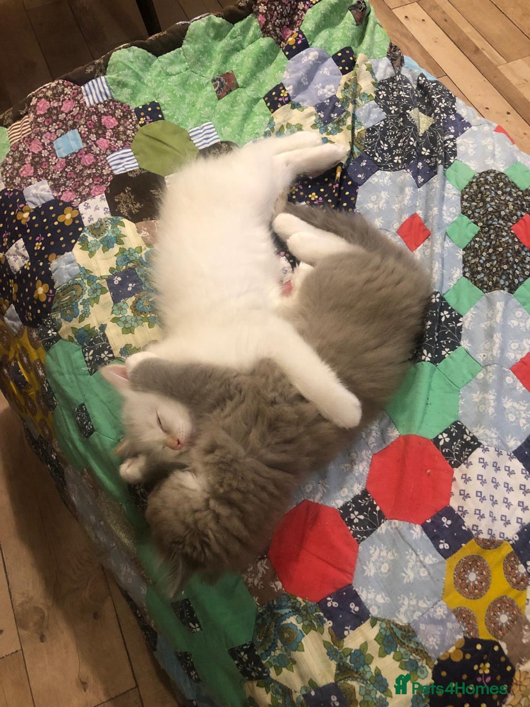 Ragdoll cats for sale: Tica reg Cherubim Ragdoll bonded siblings. Male.  - Advert 4