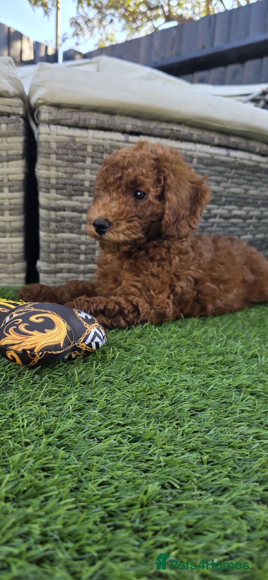 Cavapoo dogs  🩵Red Cavapoo, ready to leave🩵 - Advert 1