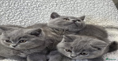 British Shorthair cats - Advert 5