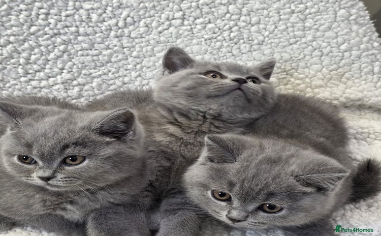 British Shorthair cats - Advert 13