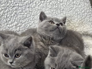 British Shorthair cats - Advert 3