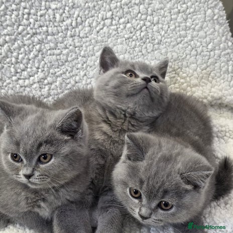 British Shorthair cats - Advert 14