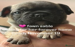 French Bulldog dogs for sale: 2 adorable french bulldogs-ready soon💓💙 - Image 4