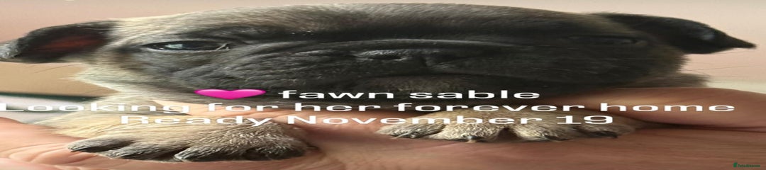 French Bulldog Puppy female