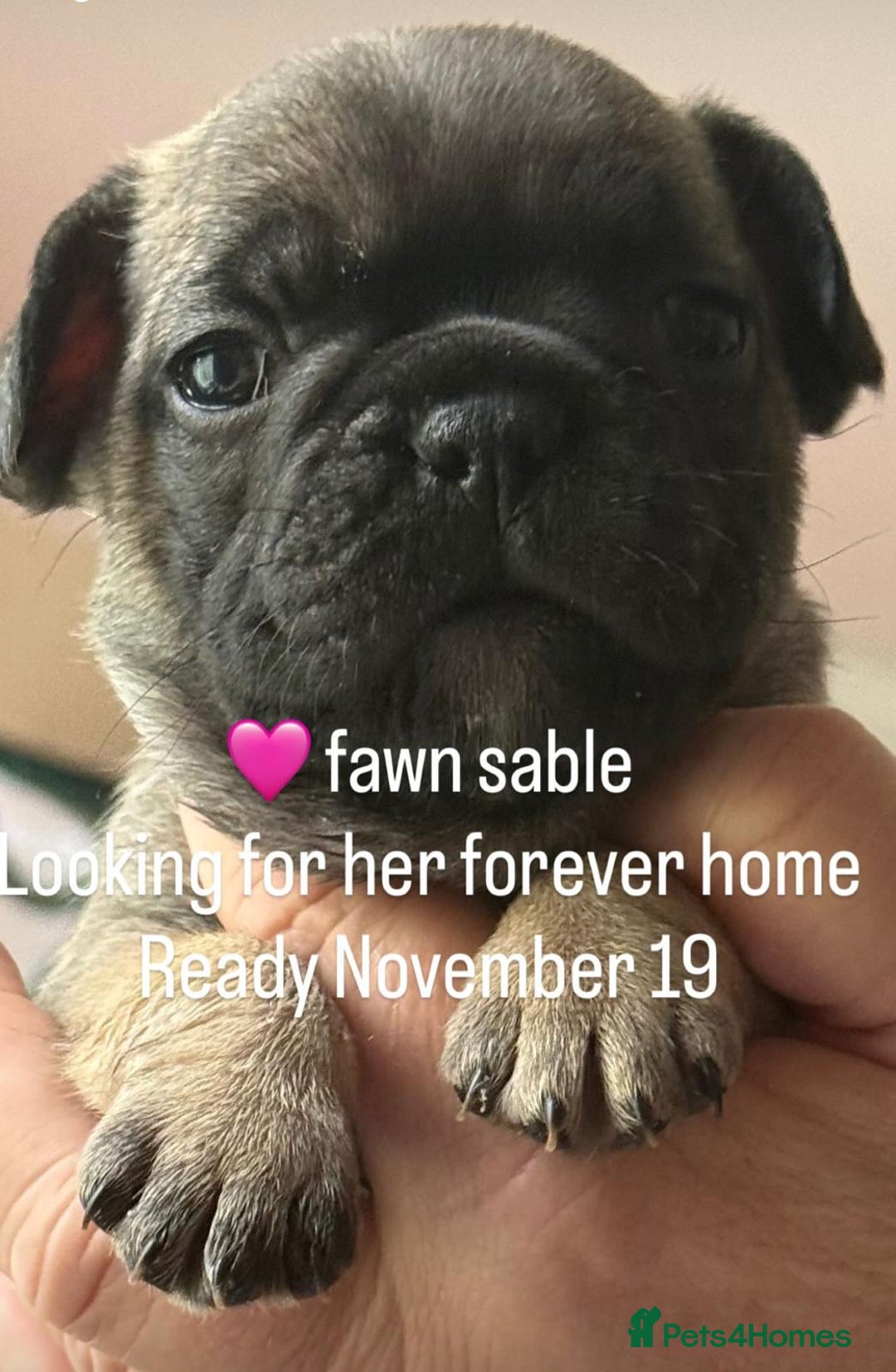French Bulldog dogs for sale: 2 adorable french bulldogs-ready soon💓💙 - Image 4