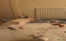 Ragdoll cats for sale: Pedigree Blue & Seal Ragdoll kittens in Oswestry - Image 6