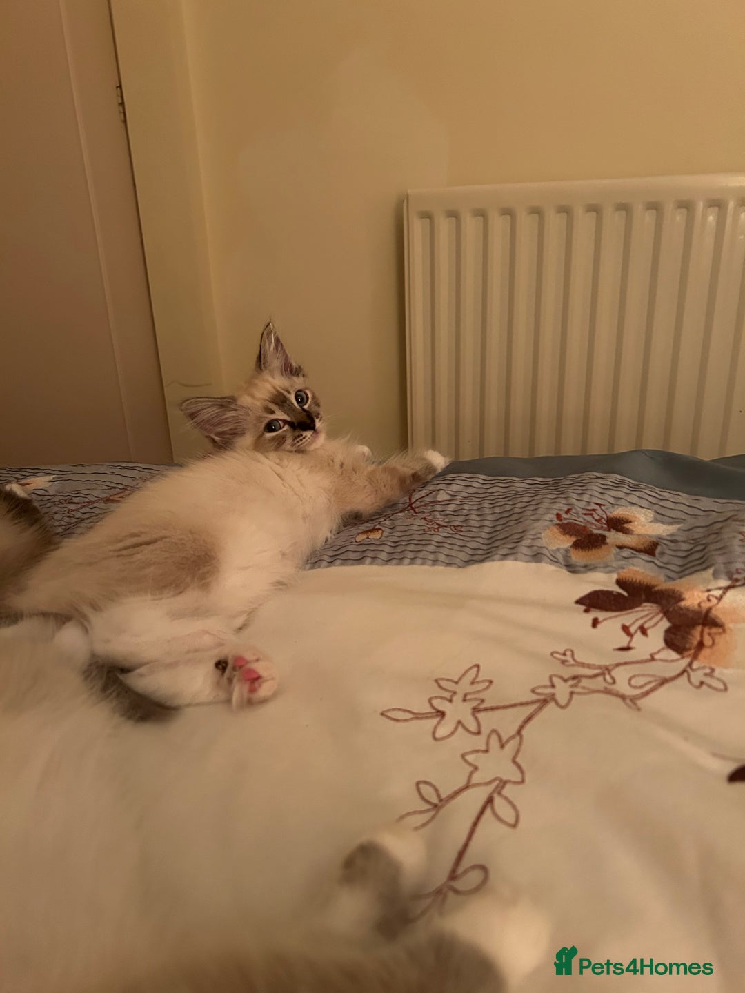 Ragdoll cats for sale: Pedigree Blue & Seal Ragdoll kittens in Oswestry - Image 6