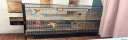 Conures birds for sale: 🦜 Pair of Green-Cheek Conures – Male & Female - Advert 6