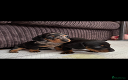 Miniature Dachshund dogs for sale: *REDUCED* 2 stunning female pups left - Image 9