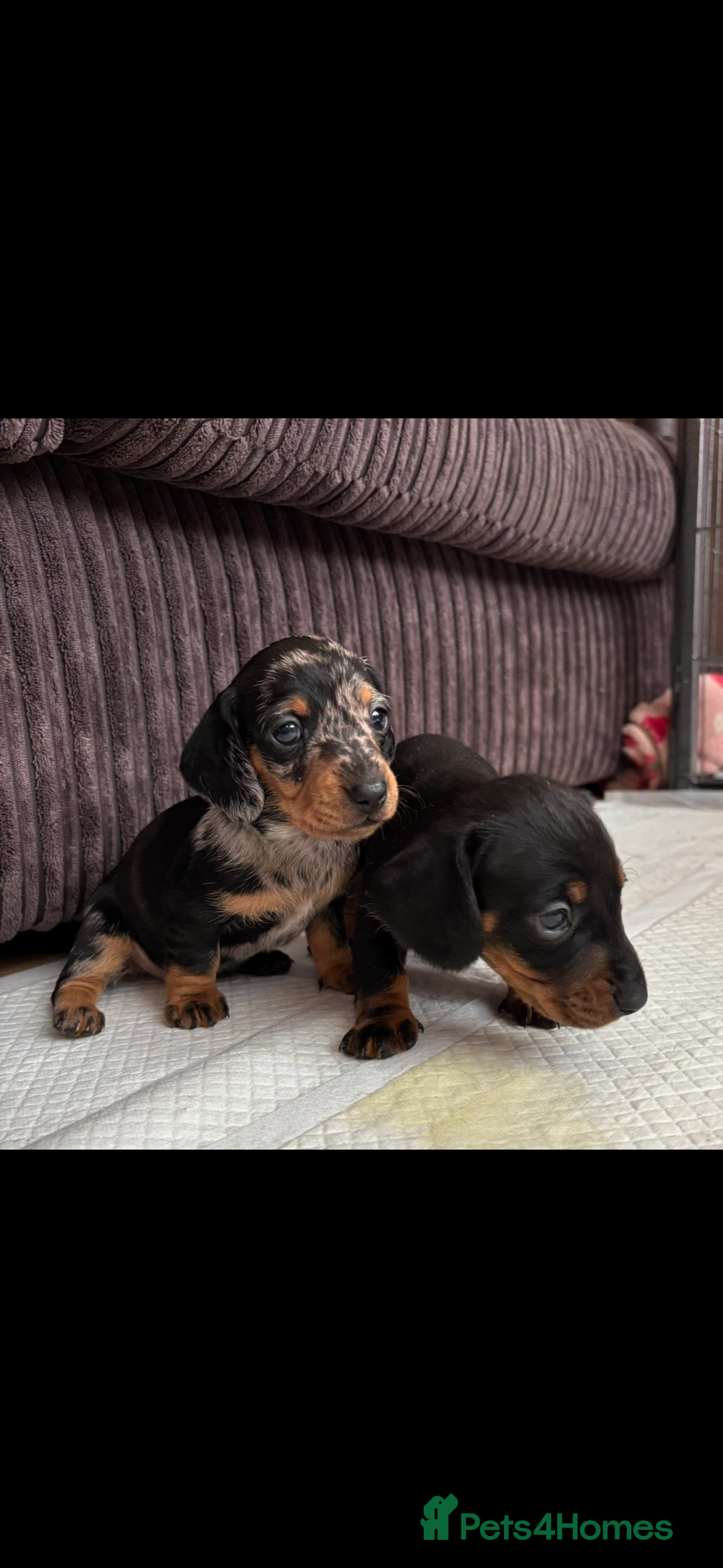 Miniature Dachshund dogs for sale: *REDUCED* 2 stunning female pups left - Image 9