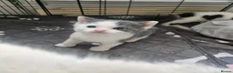 Ragdoll cats for sale: Beautiful Home-Reared Ragdoll Cross Kittens - Advert 17