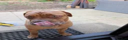 Dogue De Bordeaux dogs for sale: Thor and storm  in Mauchline - Advert 5