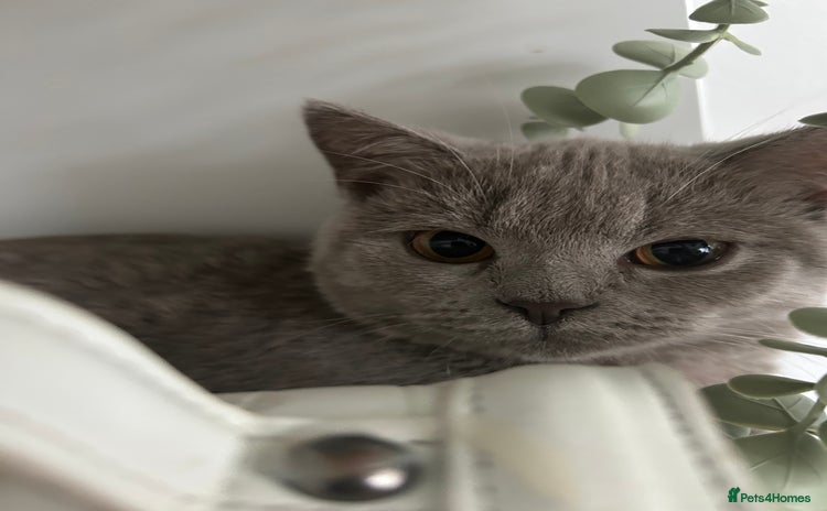 Brazilian Shorthair cats - Advert 1