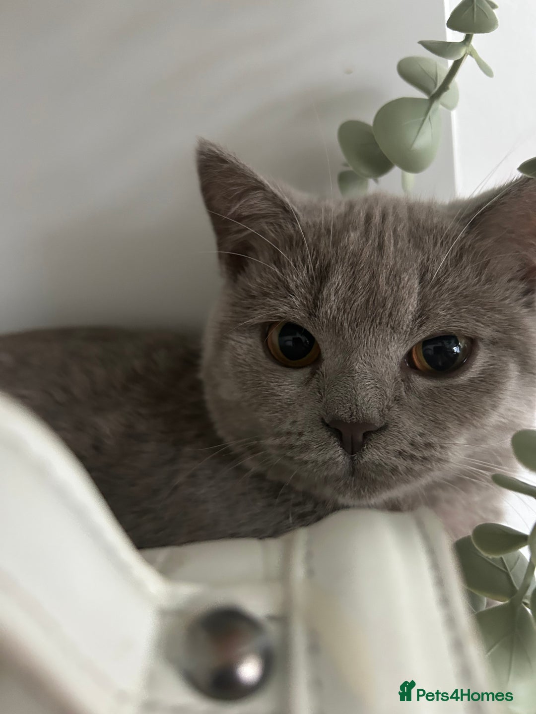 Brazilian Shorthair cats for sale: British shorthair  - Image 1