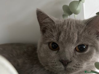 Brazilian Shorthair cats - Advert 4