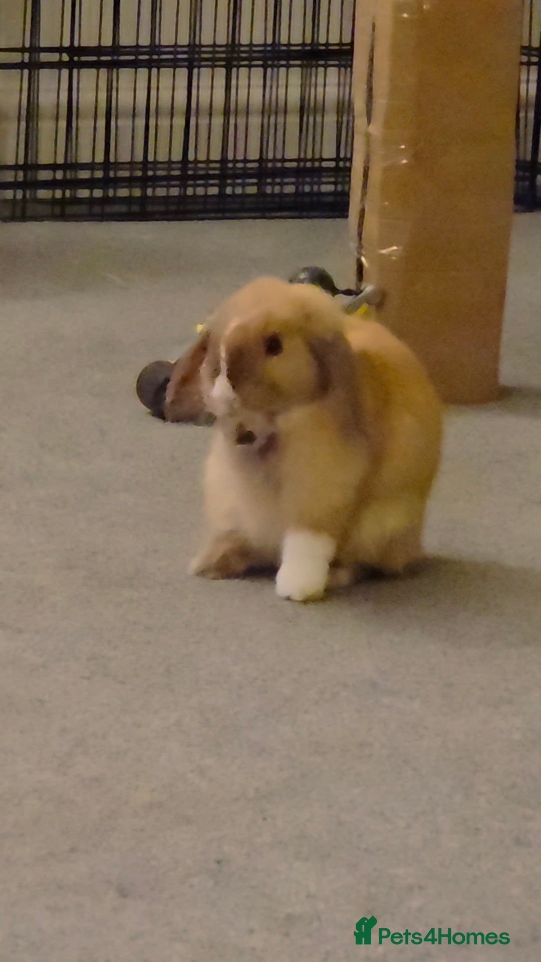 Mini Lop rabbits for sale: Gorgeous loving baby mini lop - Image 6