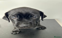 Mixed Breed dogs for sale: Adorable Rottweiler Dogue de Bordeaux x Cane Corso - Image 5
