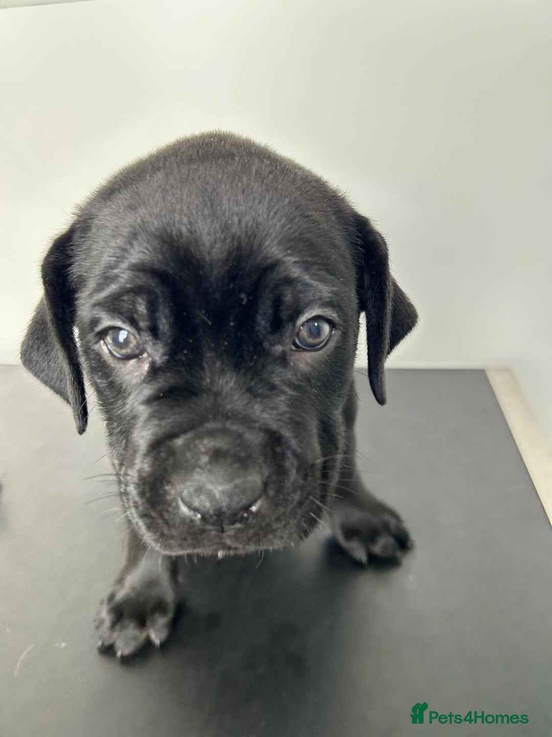 Mixed Breed dogs for sale: Adorable Rottweiler Dogue de Bordeaux x Cane Corso - Image 5