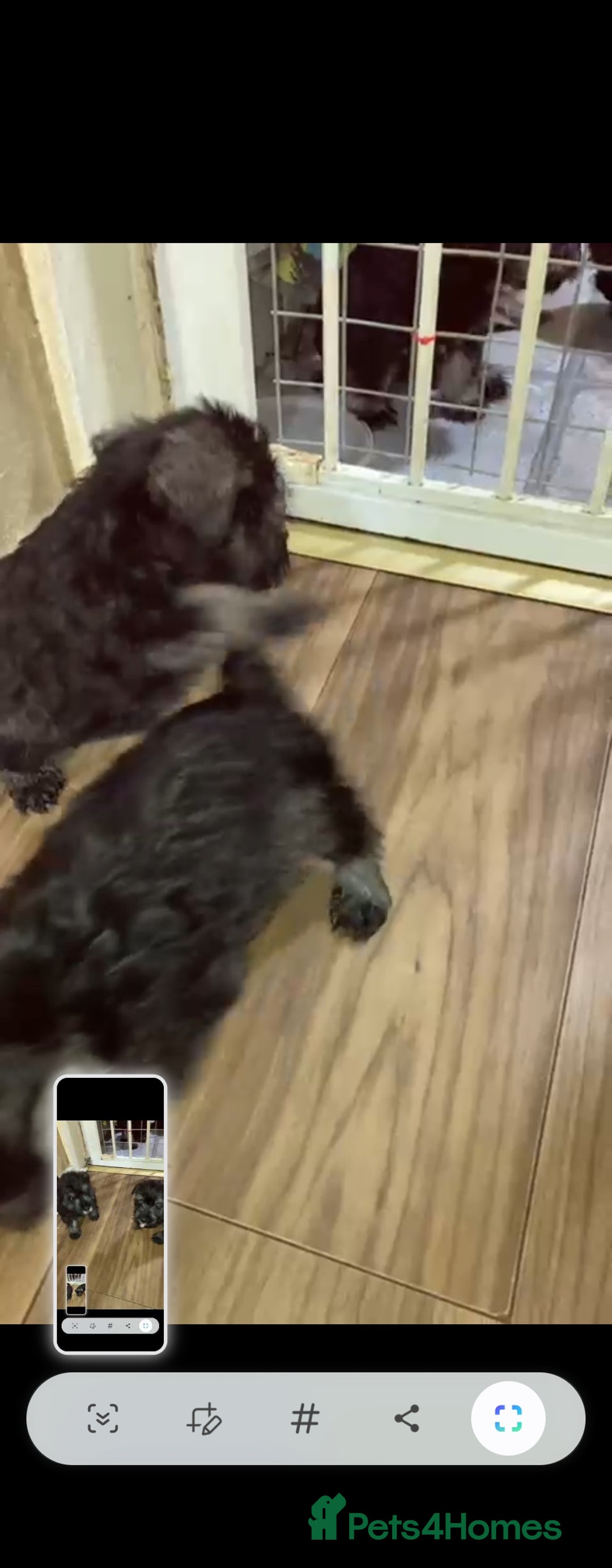 Miniature Schnauzer dogs for sale: MINITURE SCHNAUZER PUPS MIDDLESBROUGH  - Advert 2