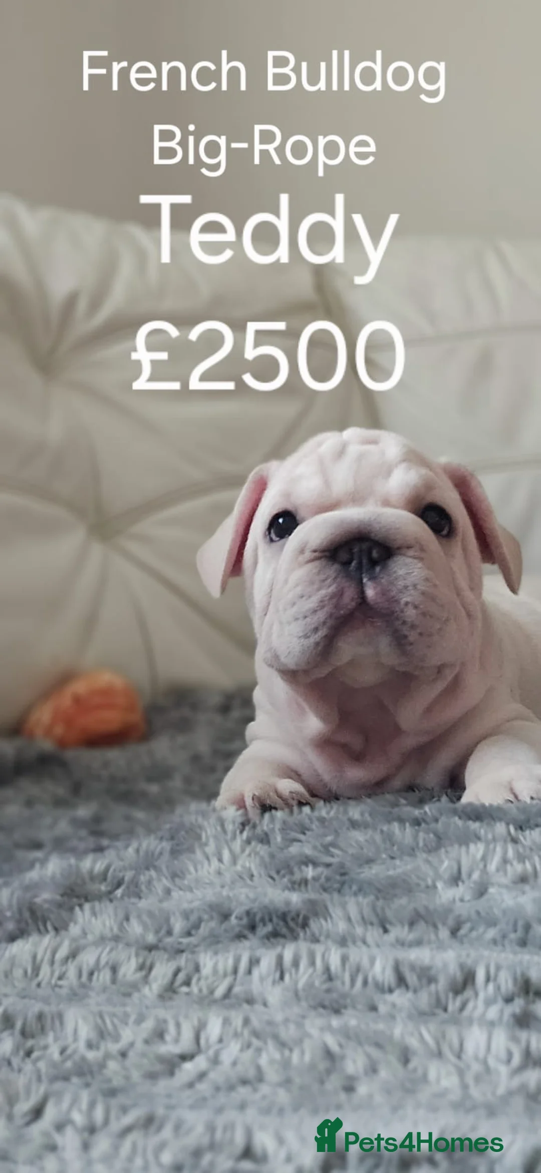 French Bulldog dogs for sale: Beautiful French bulldog puppies  in Liverpool - Advert 2