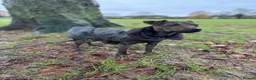 Patterdale Terrier dogs for sale: Patterdale Cross Bitch - Advert 1