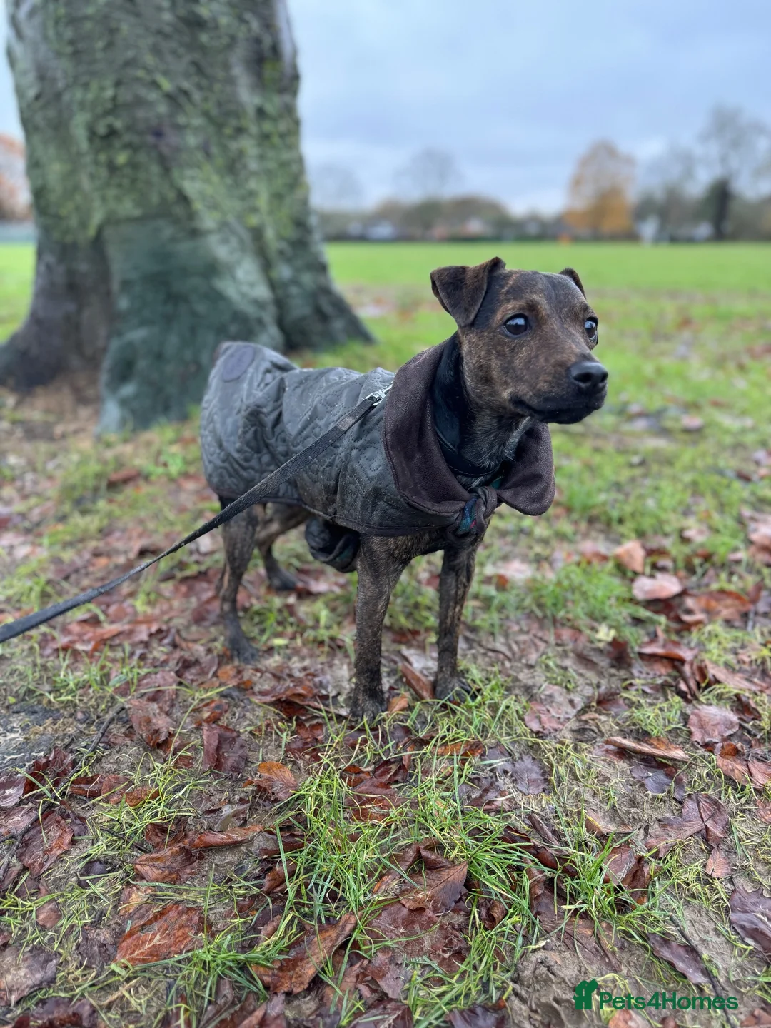 Patterdale Terrier dogs for sale: Patterdale Cross Bitch - Advert 1