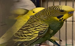 Budgerigars birds for sale: Reserved 4 Budgies searching for new homes  - Image 12