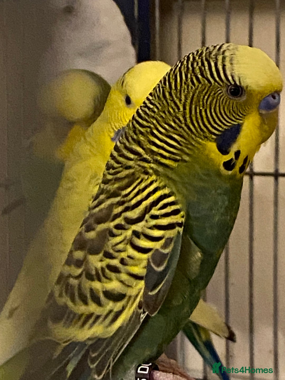 Budgerigars birds for sale: Reserved 4 Budgies searching for new homes  - Image 12