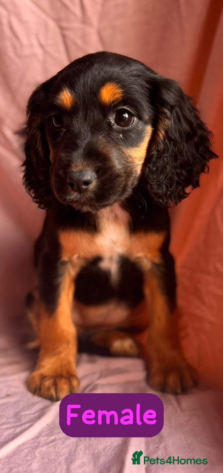 Cockapoo dogs for sale: COCKAPOO PUPS  - Advert 3