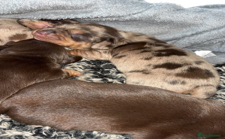 Miniature Dachshund dogs - Advert 1