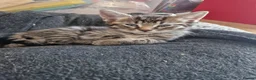 Mixed Breed cats for sale: Kittens looking for their forever home in London - Advert 20