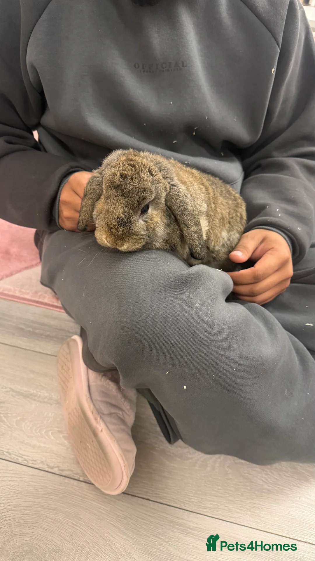 Mixed Breed rabbits for sale: Two male Bunnies Looking for new home  in Dagenham - Advert 2