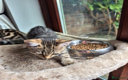 Mixed Breed cats for sale: 2 x male kittens - Image 5