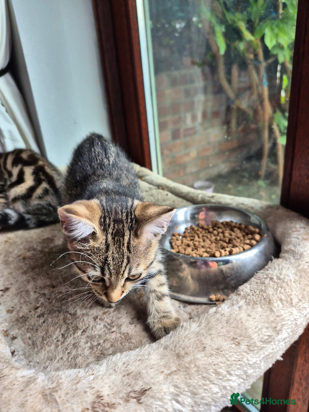 Mixed Breed cats for sale: 2 x male kittens - Image 5