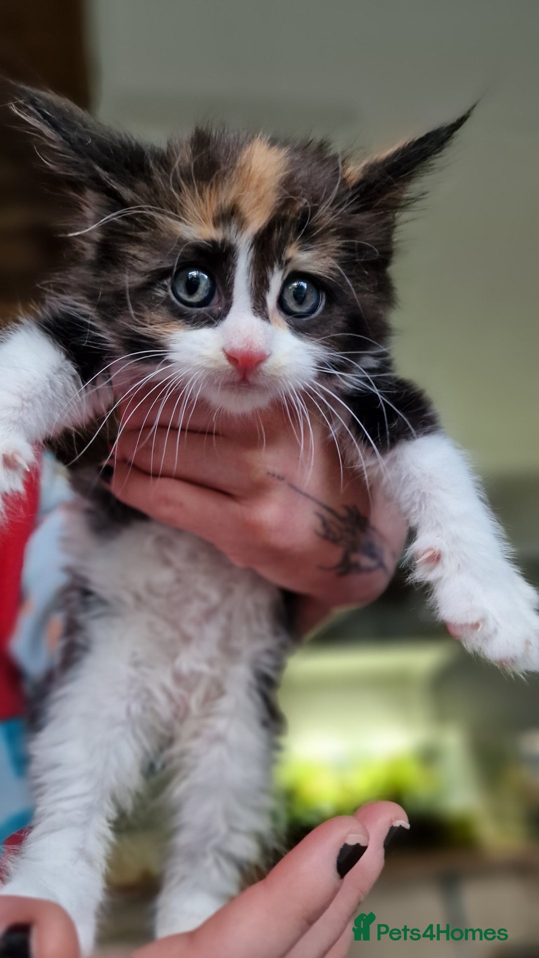 Maine Coon cats for sale: Beautiful Mainecoon kittens  - Advert 17