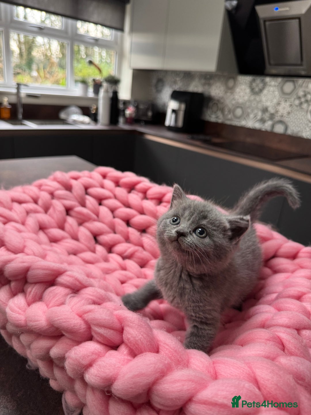 Scottish Fold cats for sale: Scottish Fold Kittens – Raised in our Family Home  - Advert 13