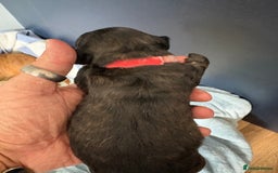 Miniature Dachshund dogs for sale: 5 SCRUMPTIOUS long hair mini Dachshunds  - Image 9