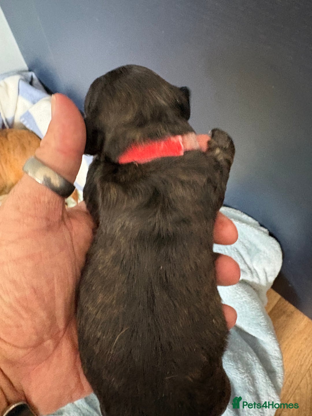 Miniature Dachshund dogs for sale: 5 SCRUMPTIOUS long hair mini Dachshunds  - Image 9