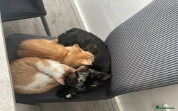 British Shorthair cats for sale: Male ginger and white kitten - Image 2