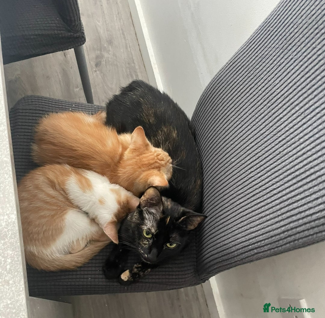 British Shorthair cats for sale: Male ginger and white kitten - Image 2