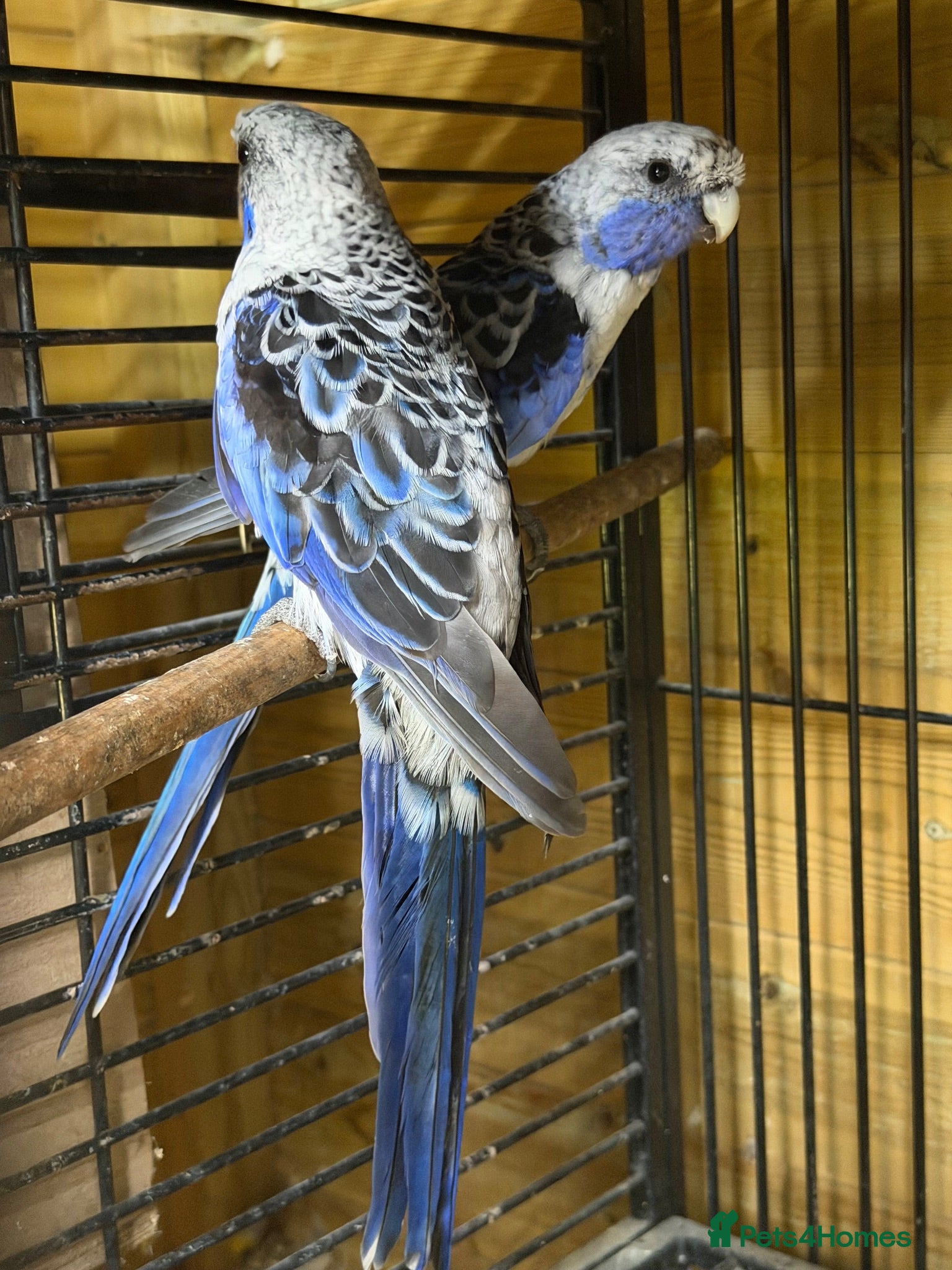 Mixed Breed birds Variety of rosellas & conure - Advert 1