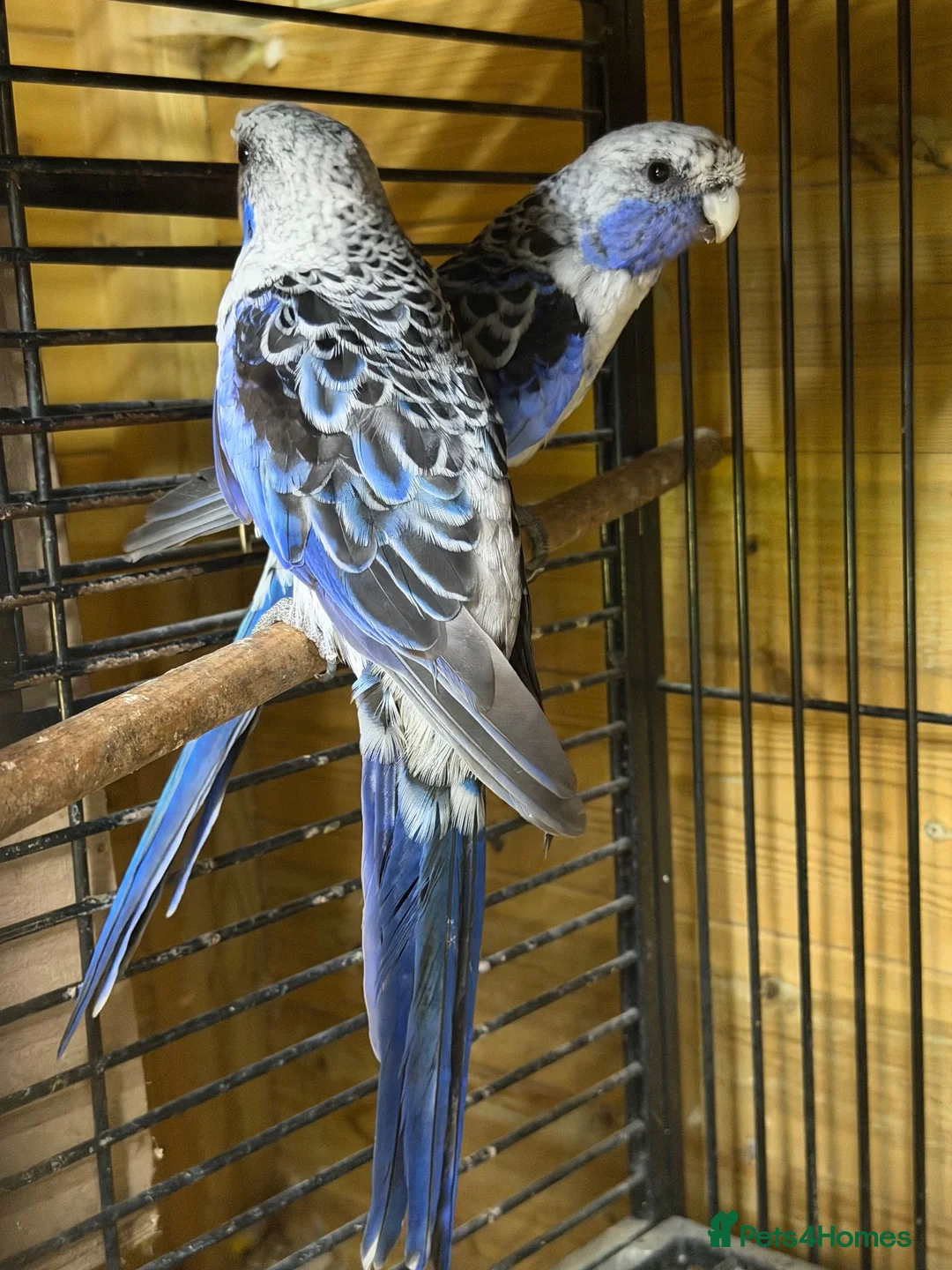 Mixed Breed birds for sale: Variety of rosellas & conure - Advert 1