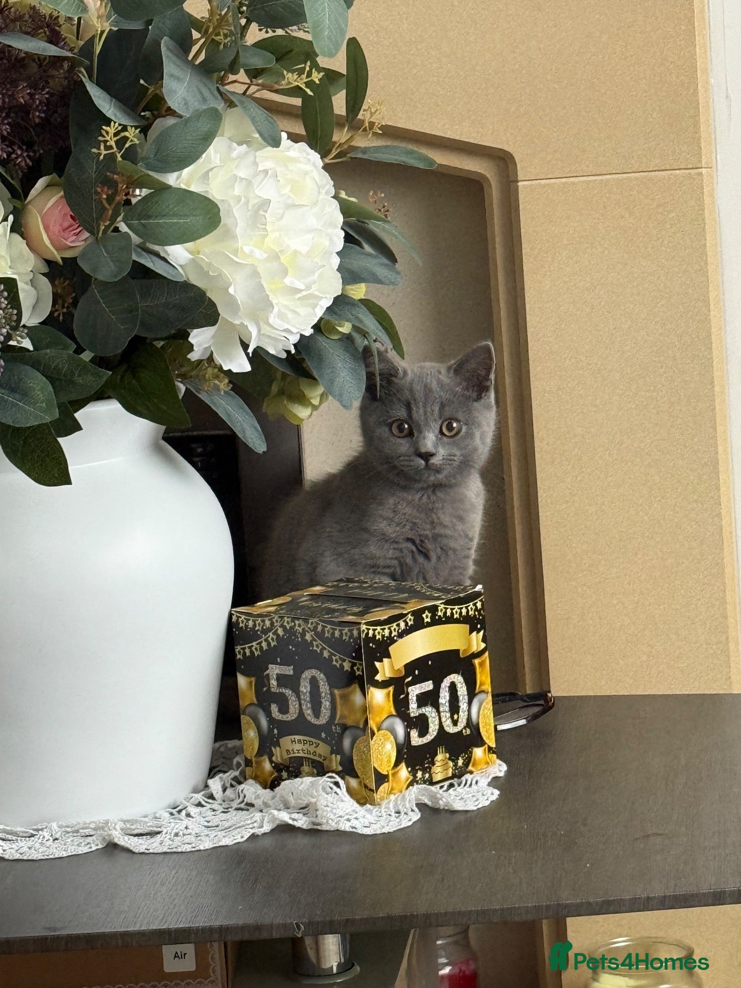 British Shorthair cats GCCF British shorthair kitten available  - Advert 2